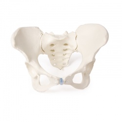 Erler-Zimmer Female Pelvis Model with Sacrum